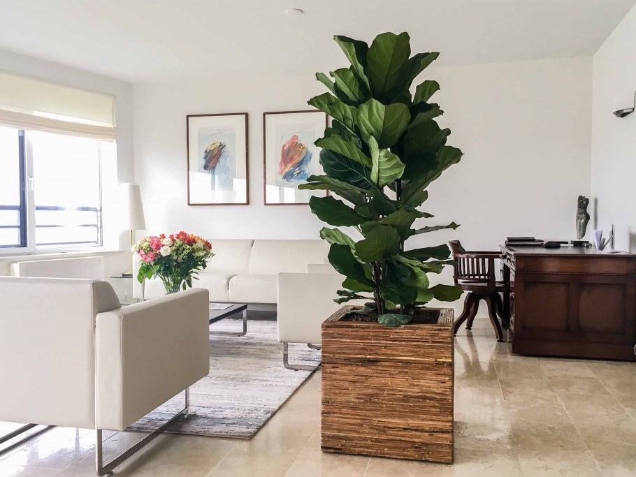 Фикус каучуконосный эластика