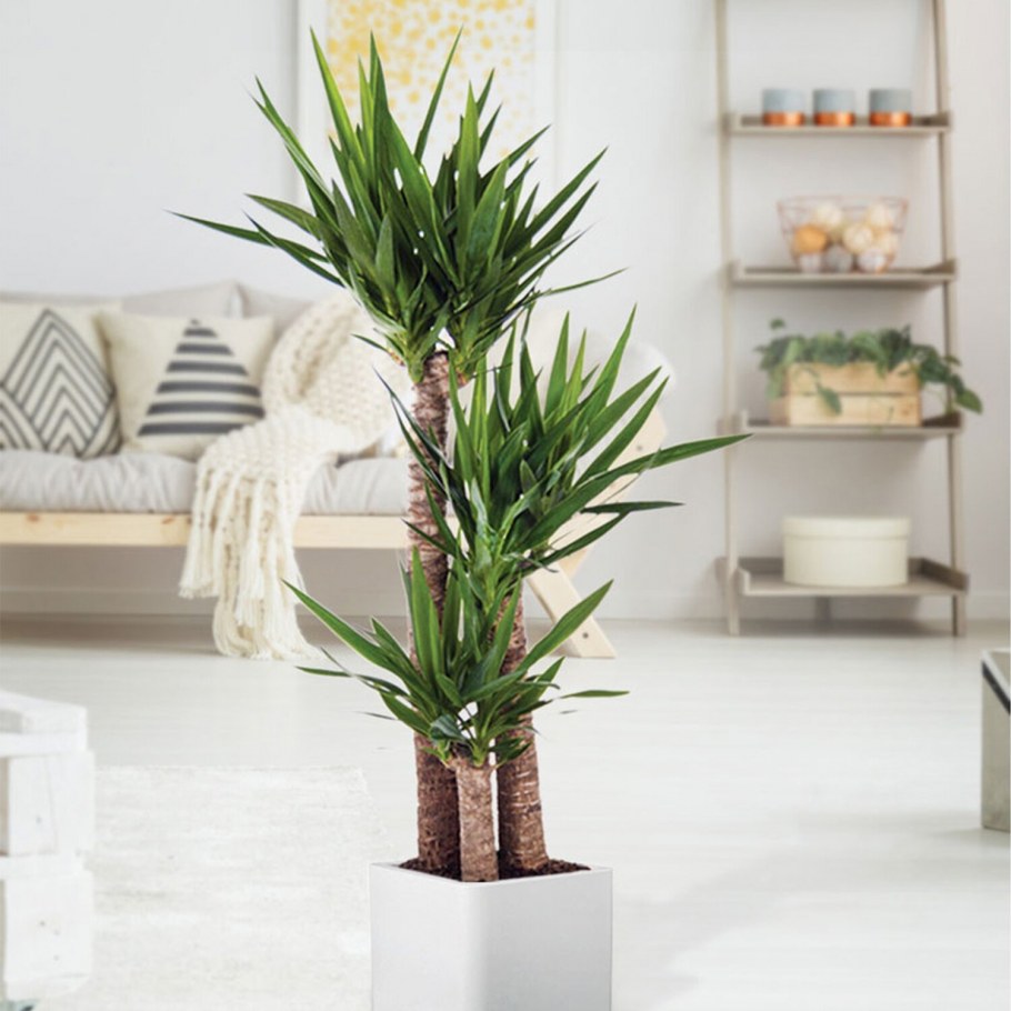 Комнатные растения Пальма Юкка