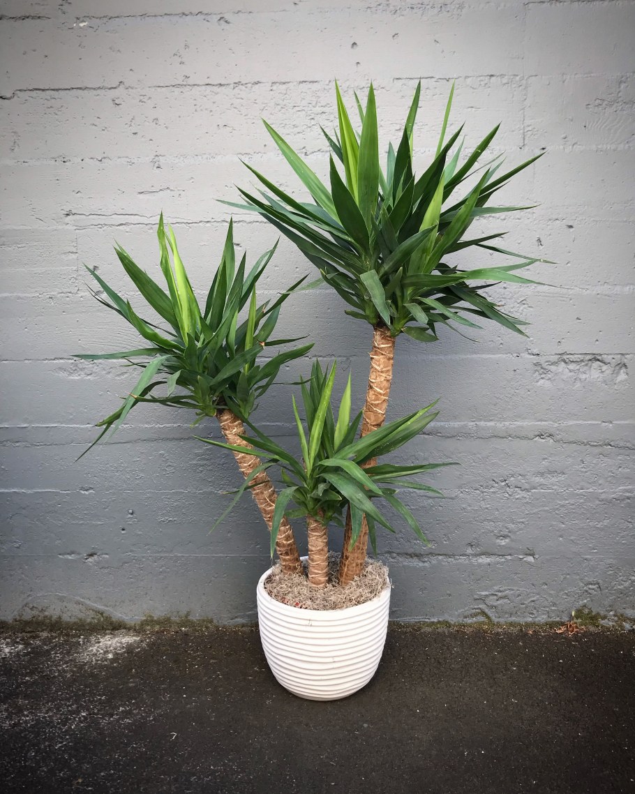 Драцена Маргината маджента