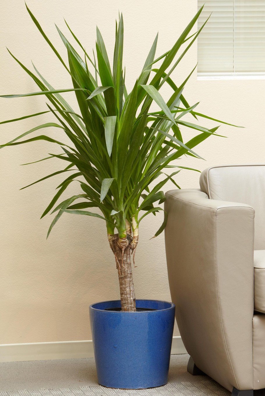 Юкка полосатая комнатная