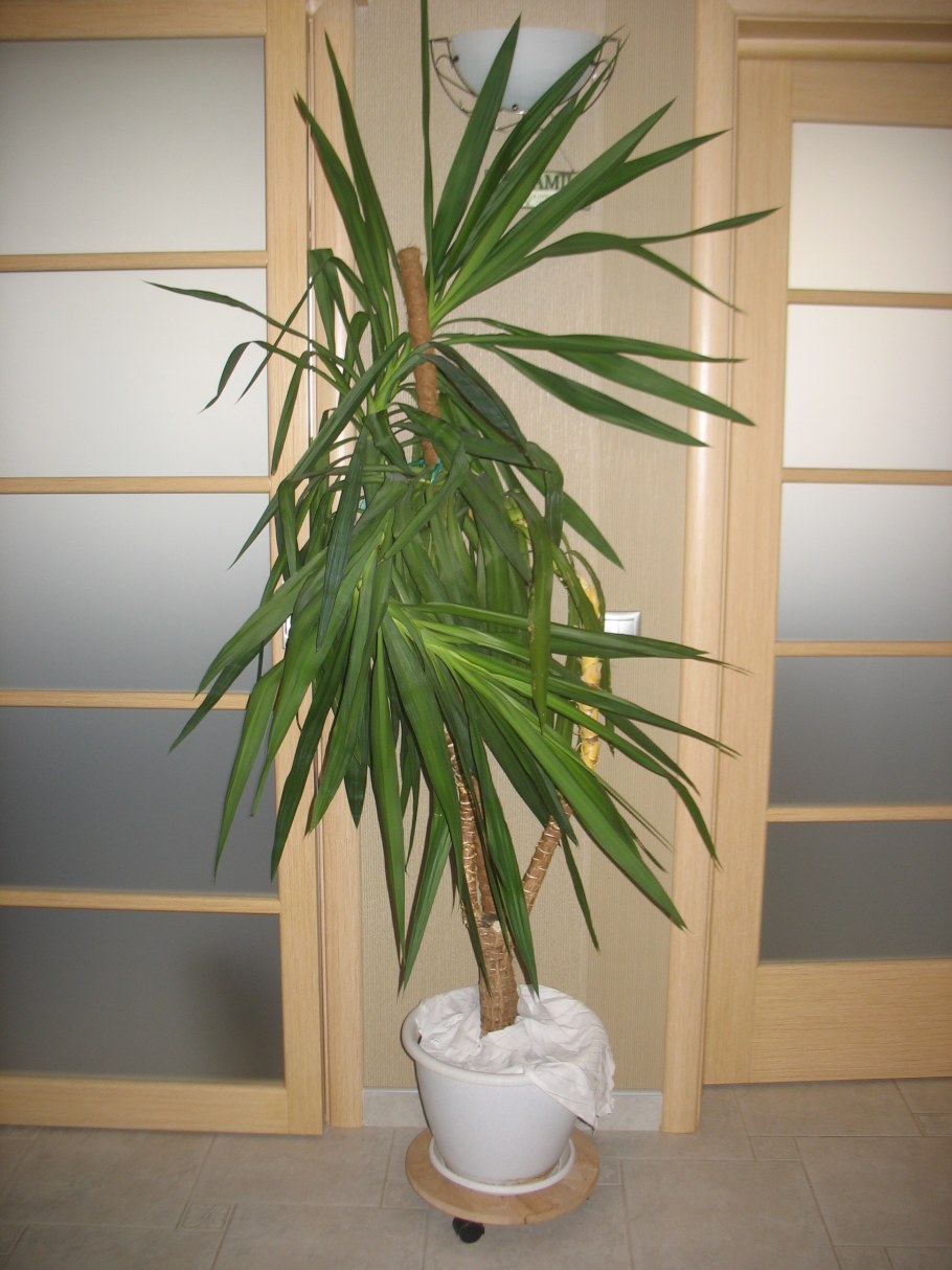 Юкка энкель