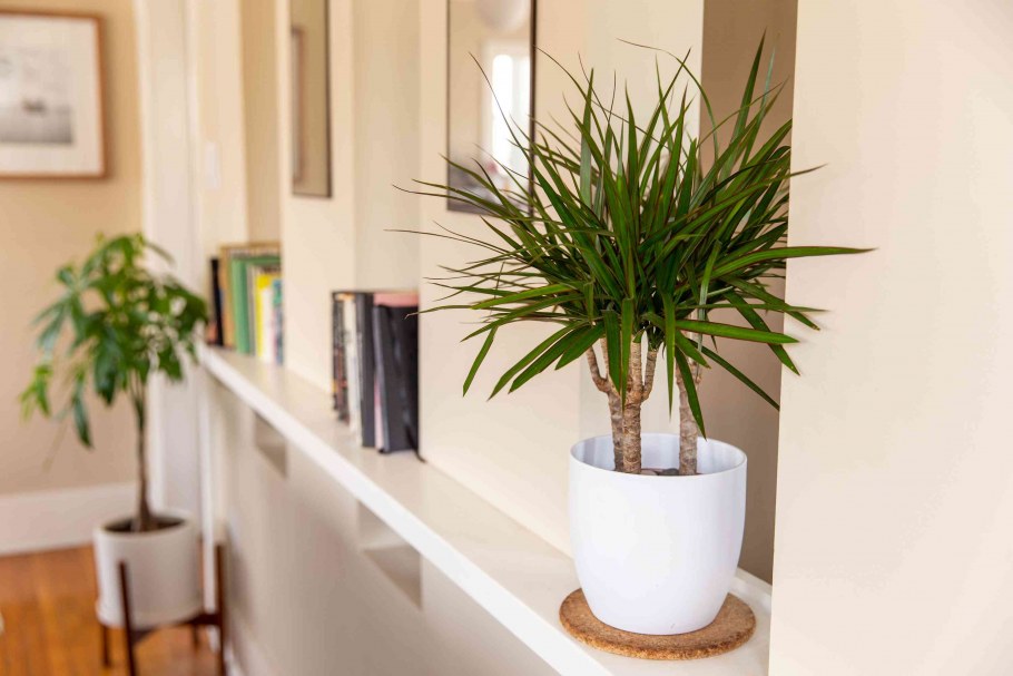 Юкка в горшке