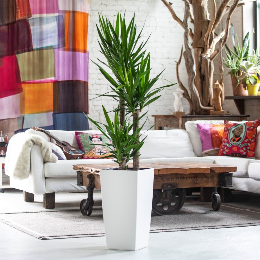 Горшок для Юкки комнатной