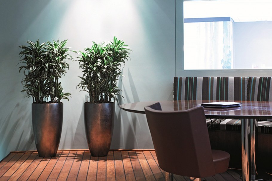 Ховея Форстера (Кентия)