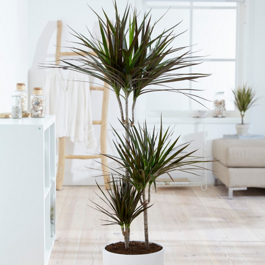 Пальма Юкка слоновая