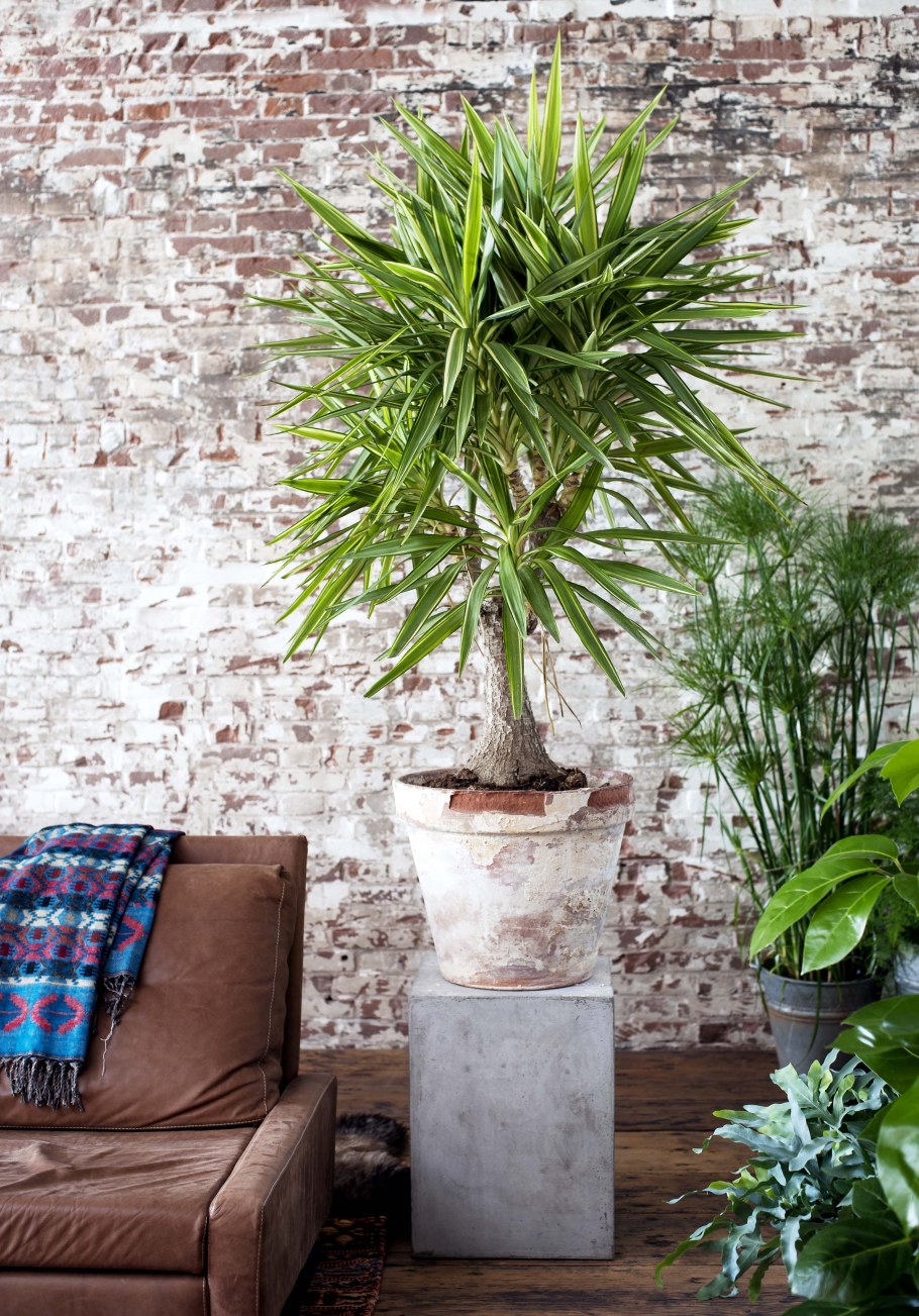 Инсталляция Юкка