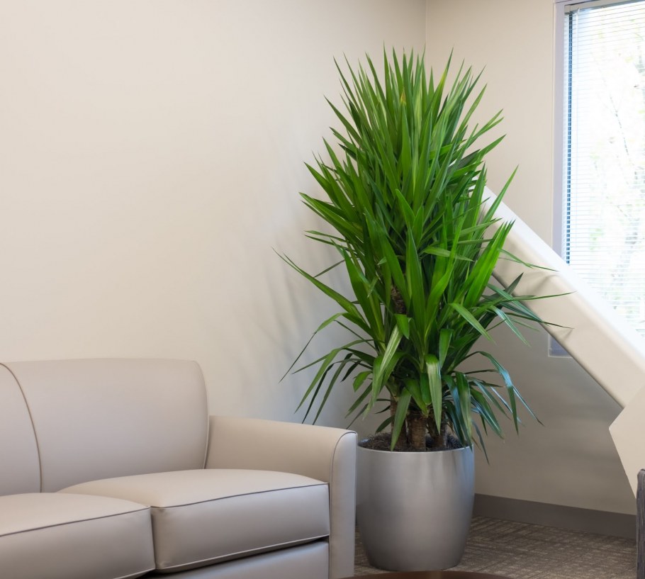 Юкка слоновая