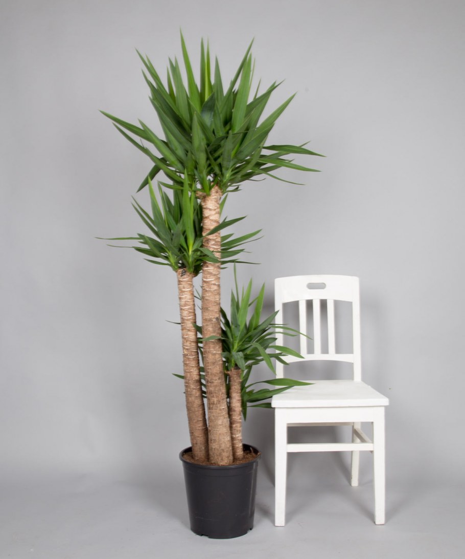 Нолина + Lechuza