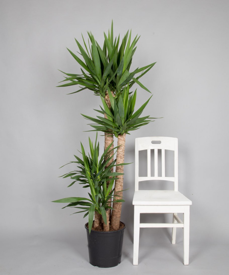 Кашпо Lamela белый Юкка