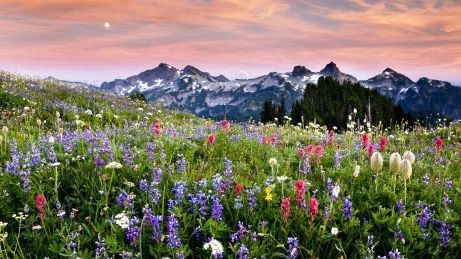 Нац парк баварский лес Германия Лаванда