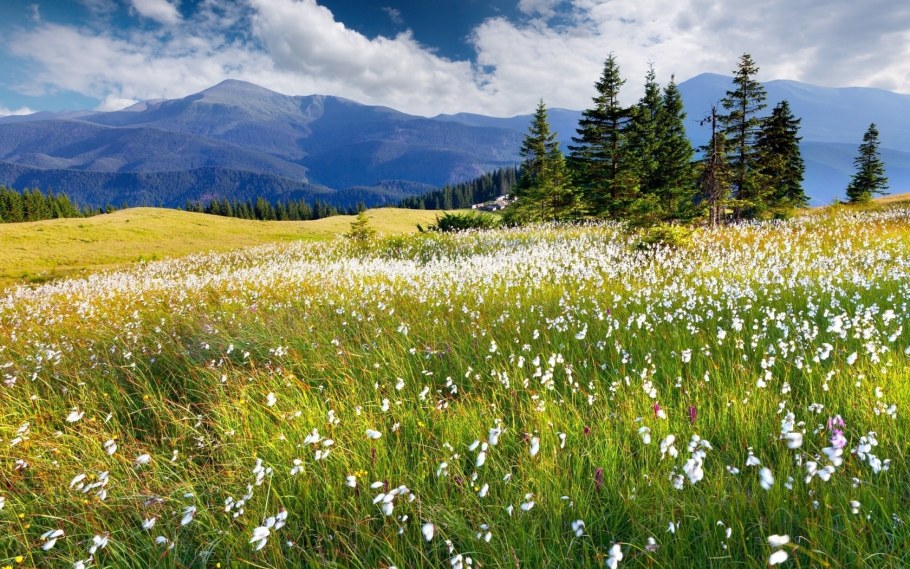 Субальпийские Луга Кавказа
