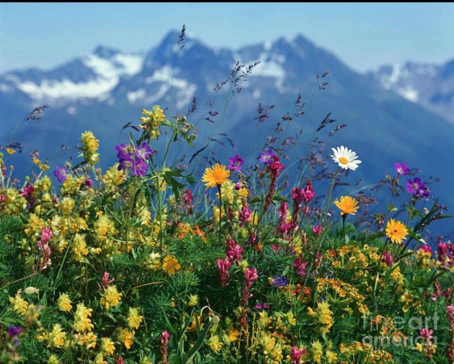 Альпийские Луга Швейцария Альпийские Луга Швейцария