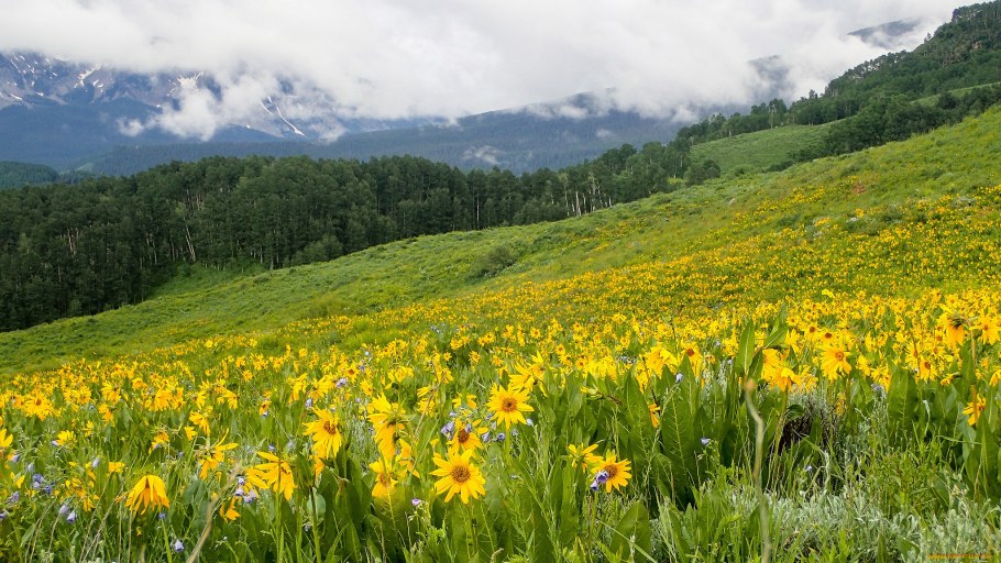 Горный Алтай Альпийские Луга