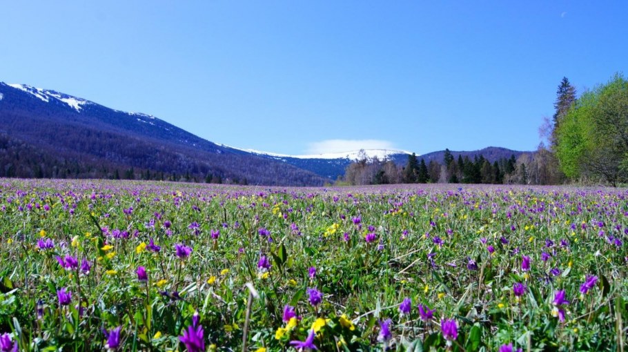 Архыз Альпийские Луга
