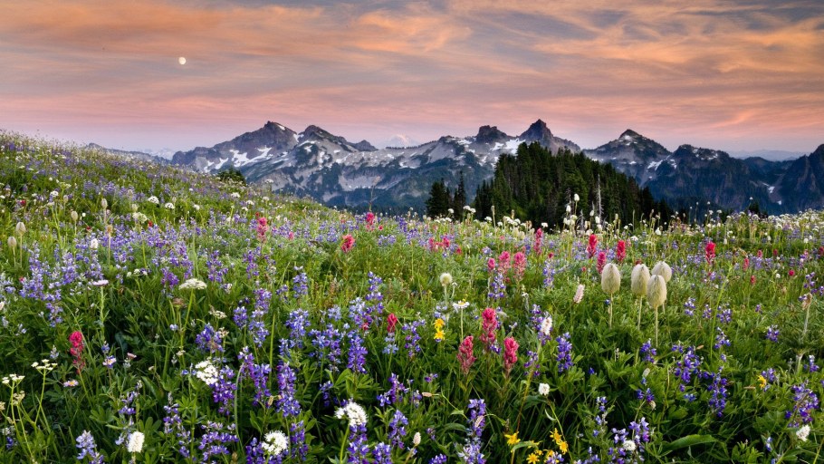 Архыз Альпийские Луга