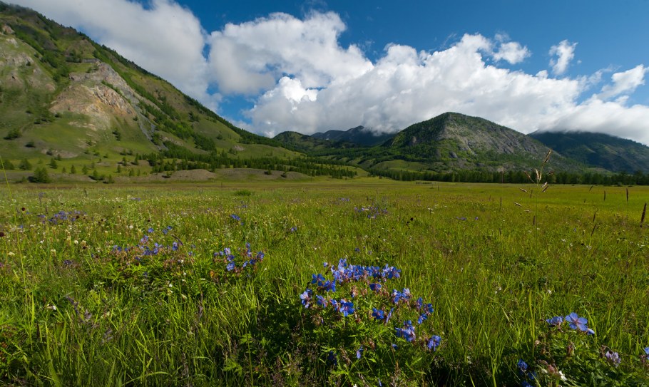 Горный Алтай Альпийские Луга