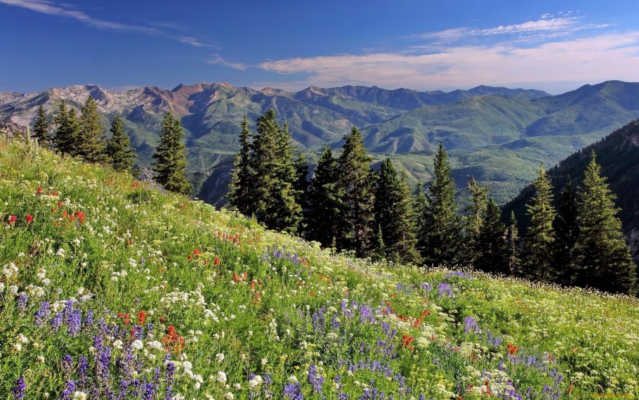 Хелсби Альфредо Альпийский луг