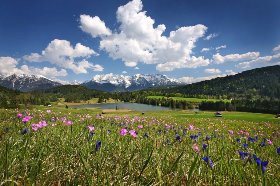 Альпийские Луга Кавказа