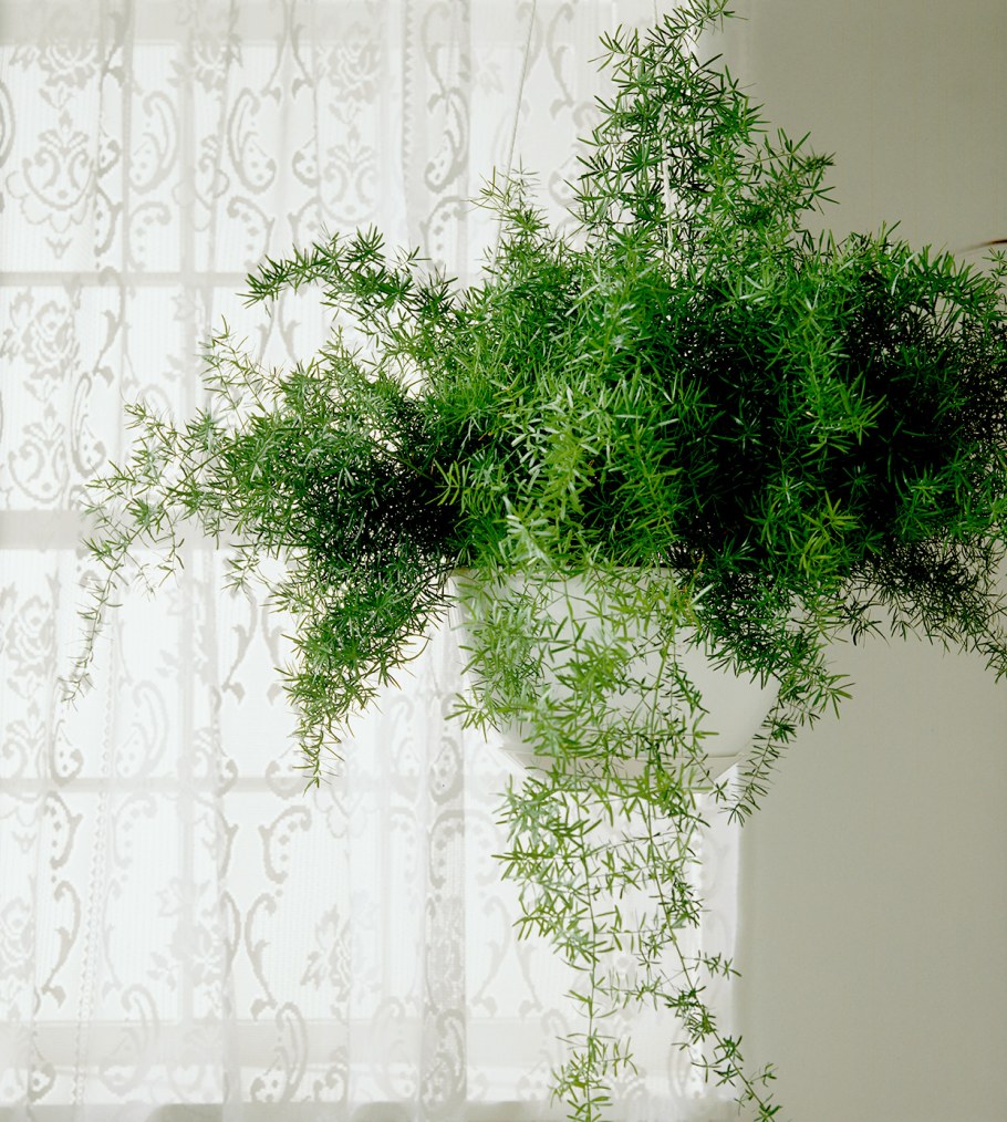 Аспарагус медеолойдес