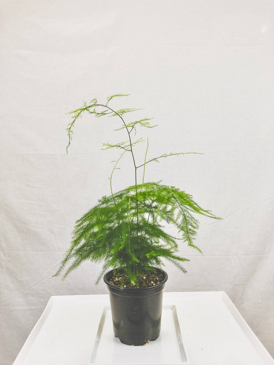 Аспарагус перистый аспарагус Шпренгера