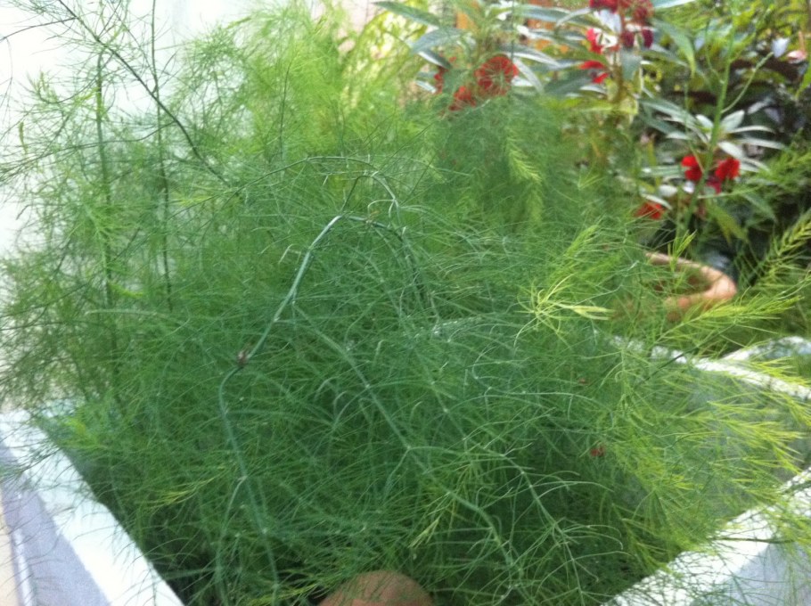 Аспарагус перистый (Asparagus plumosus)