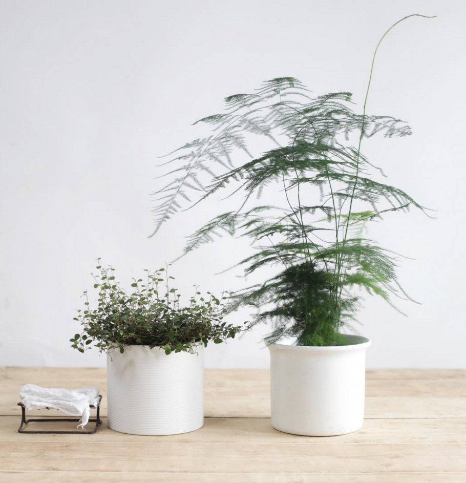 Аспарагус перистый искусственный