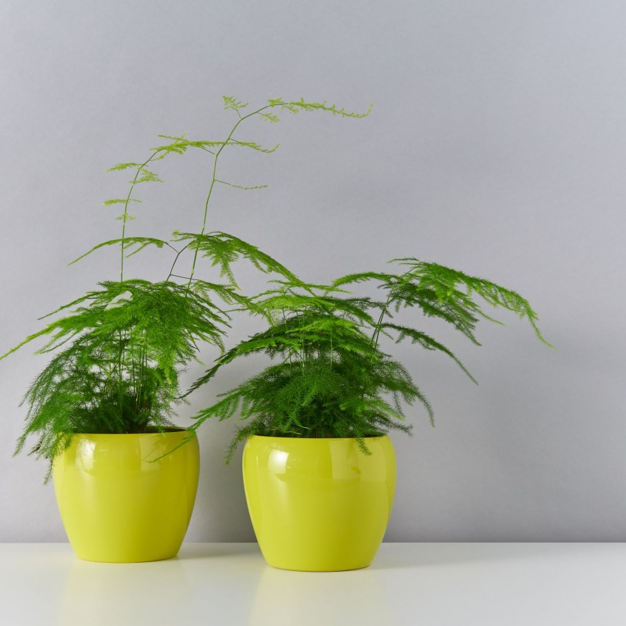 Агростис Грин Твист