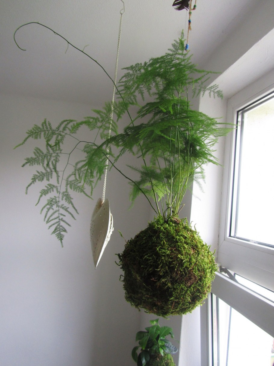 Аспарагус перистый