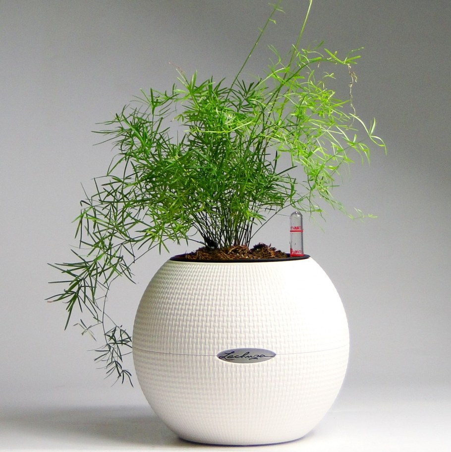 Аспарагус перистый омоложение