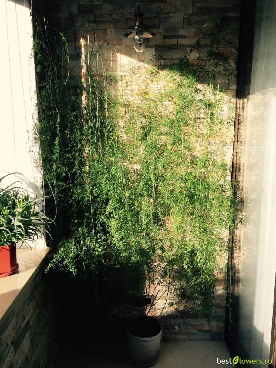 Папоротник аспарагус Шпренгера