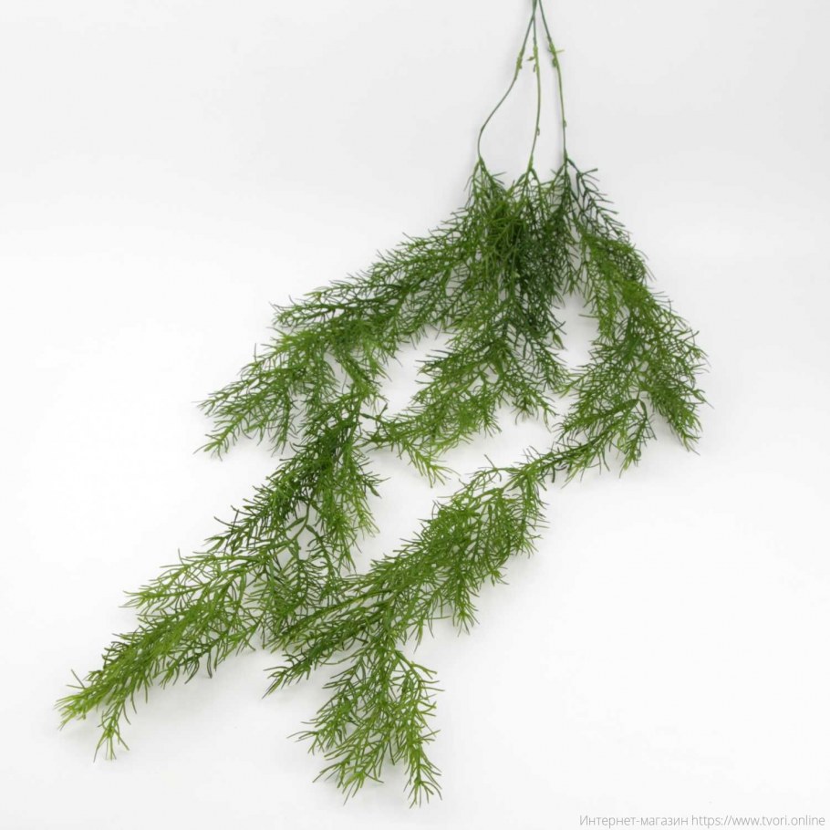 Аспарагус комнатный ампельный