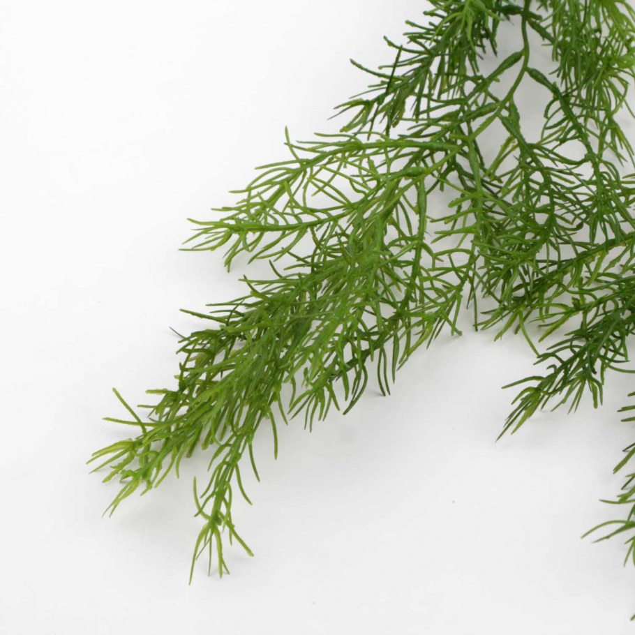 Аспарагус перистый (Asparagus plumosus)