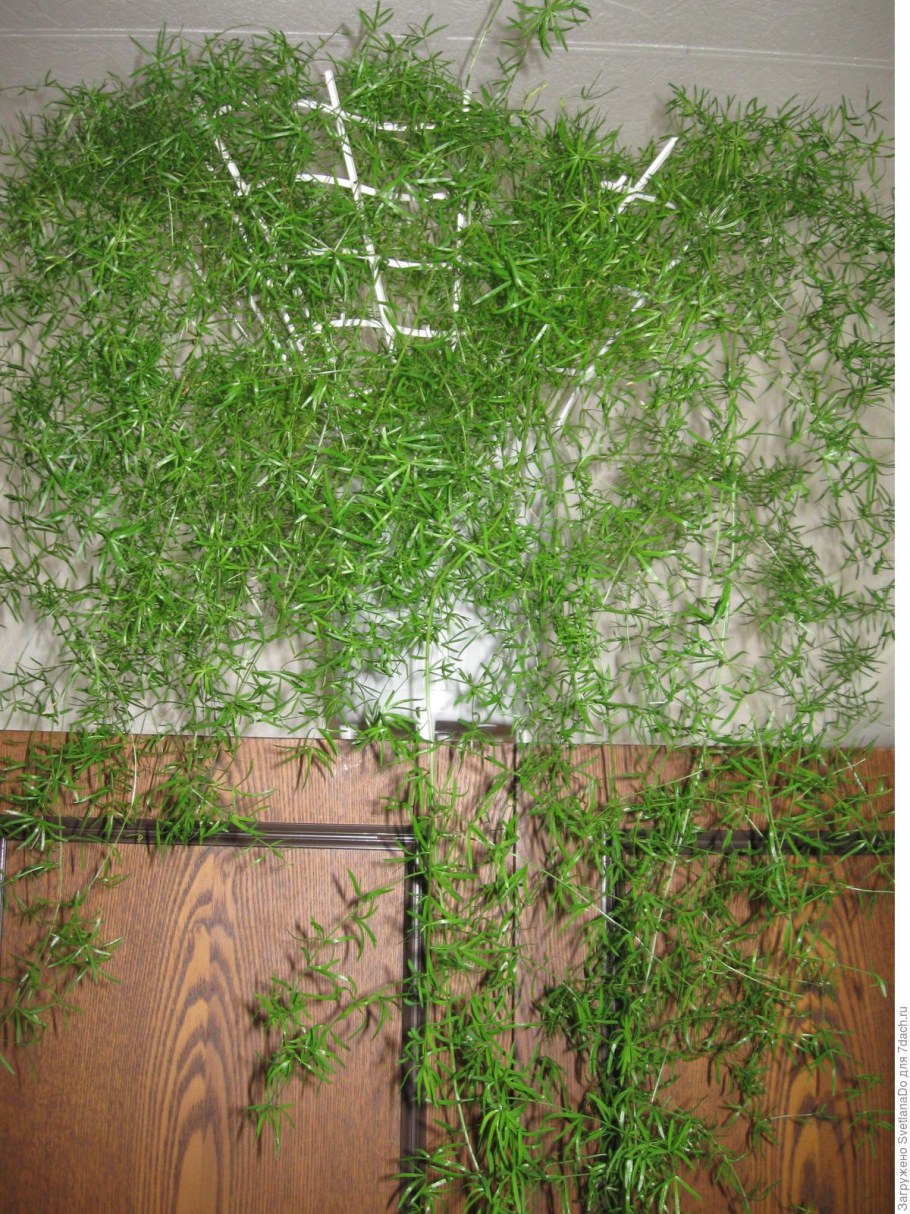 Аспарагус висячий Шпренгера
