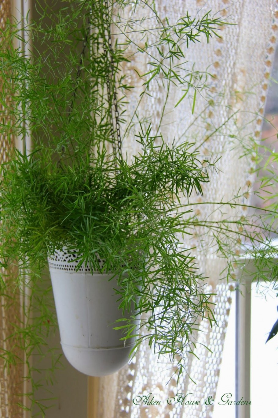 Микадо аспарагус