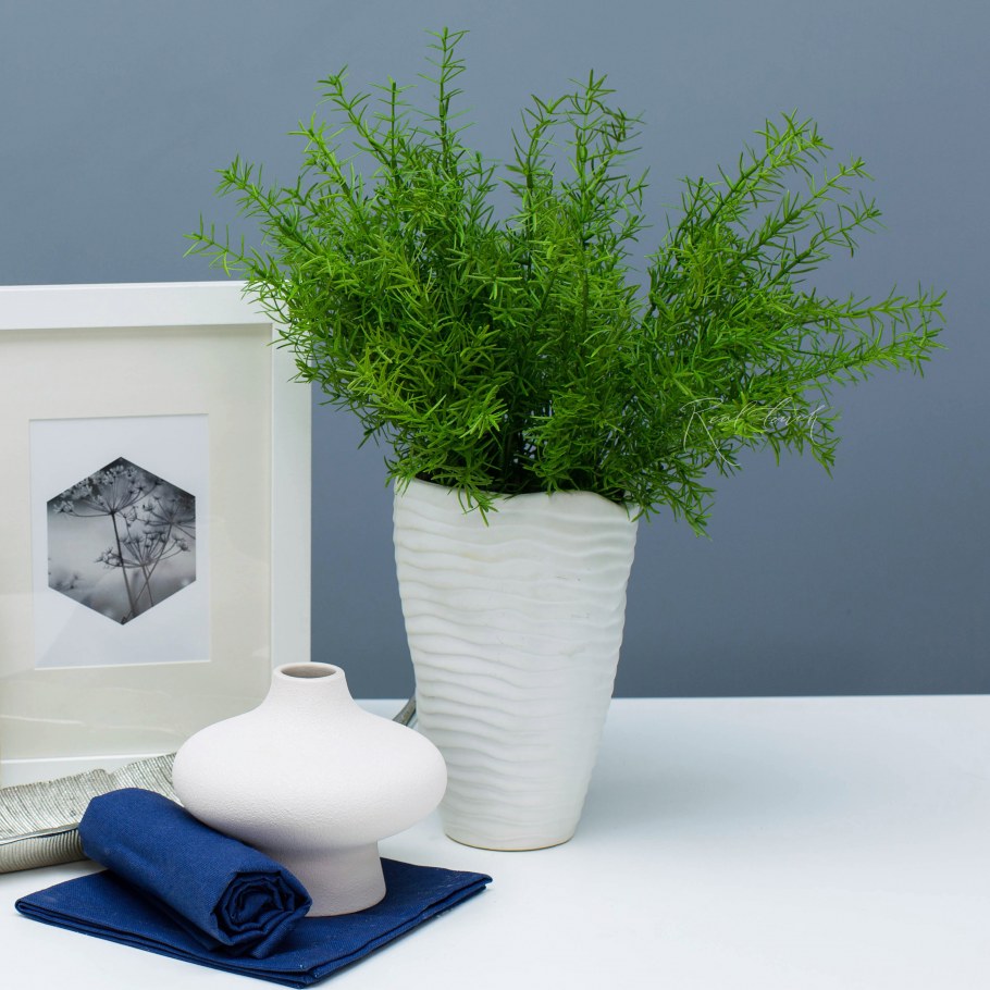 Папоротник аспарагус