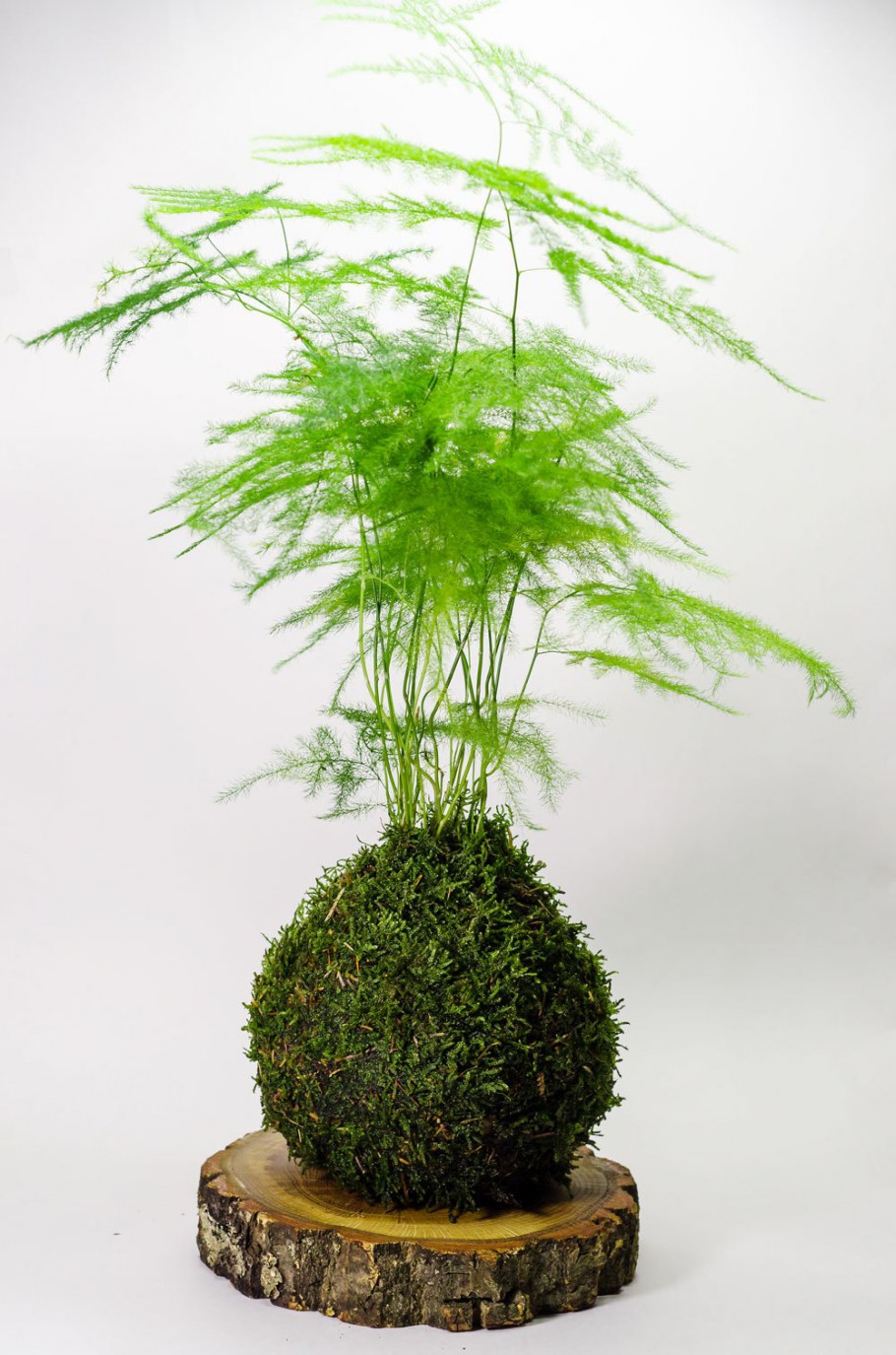 Аспарагус Сетацеус (30)