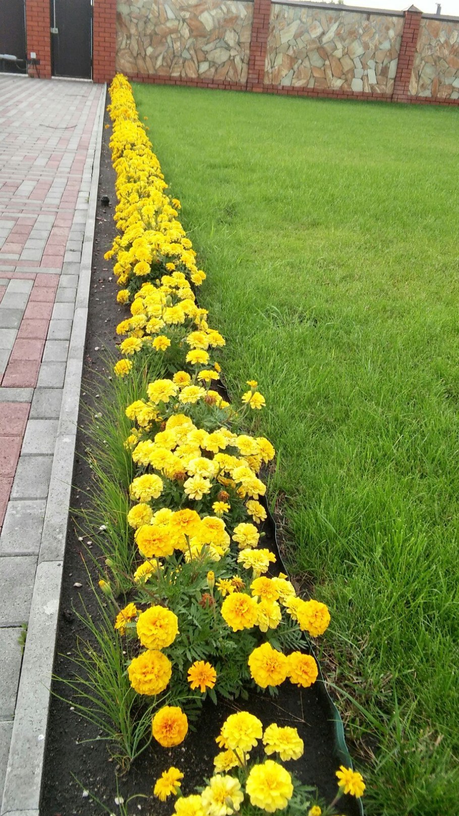 Бархатцы бордюрные низкорослые