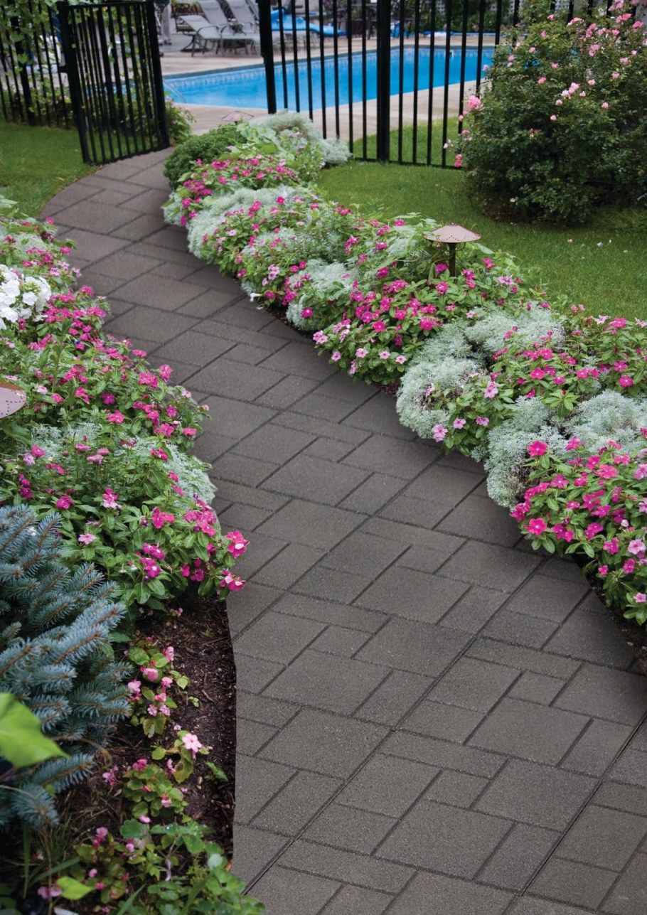 Ясколка вдоль дорожки