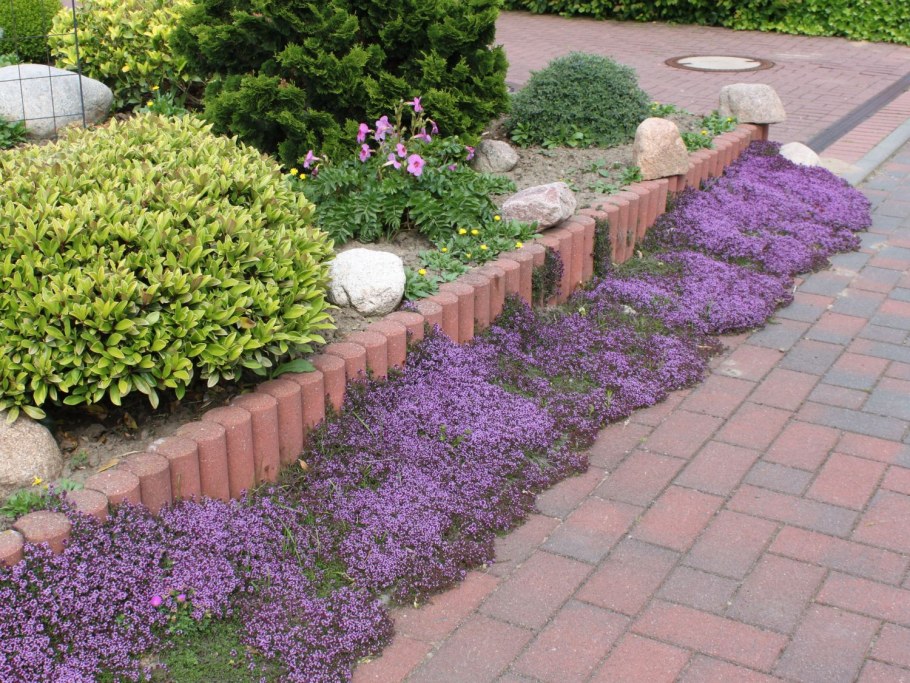 Тимьян ползучий в саду