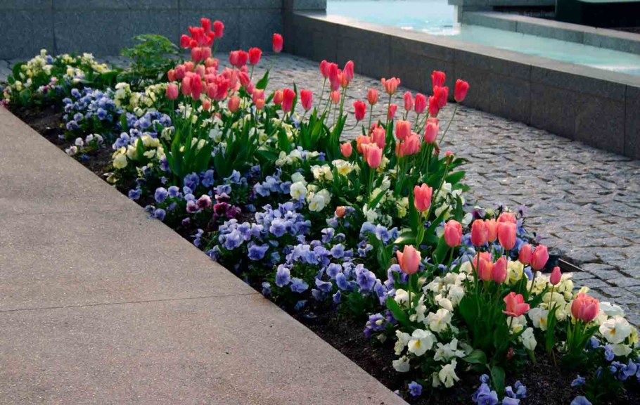 Рабатка цветник