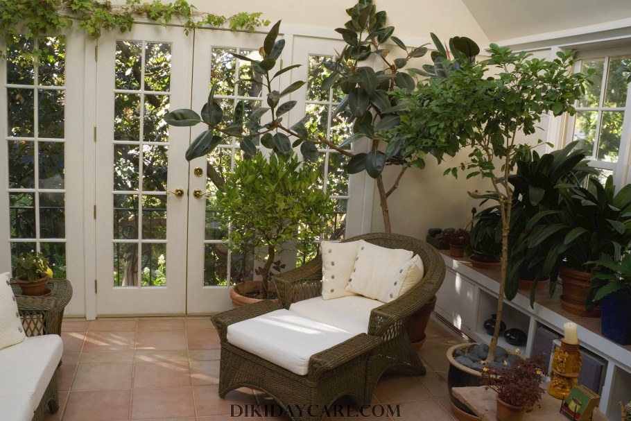 Домашний цветок