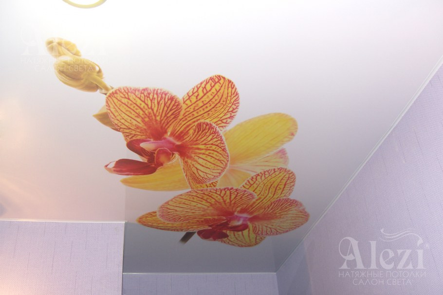 Оранжевый потолок