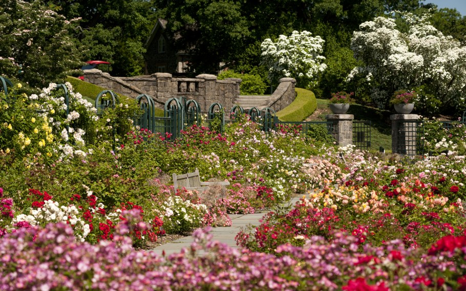 Бруклинский Ботанический сад розарий