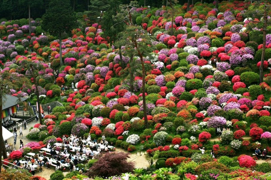 Цветы парка Японии Азалии