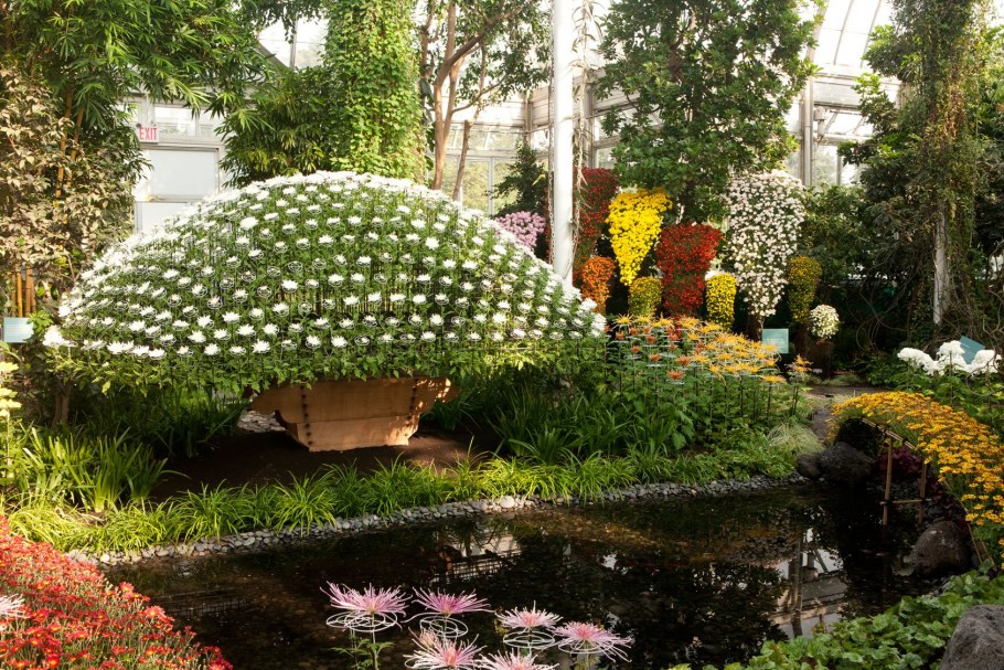 Сады хризантем в Японии