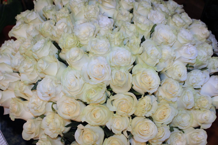 Крупные белые розы