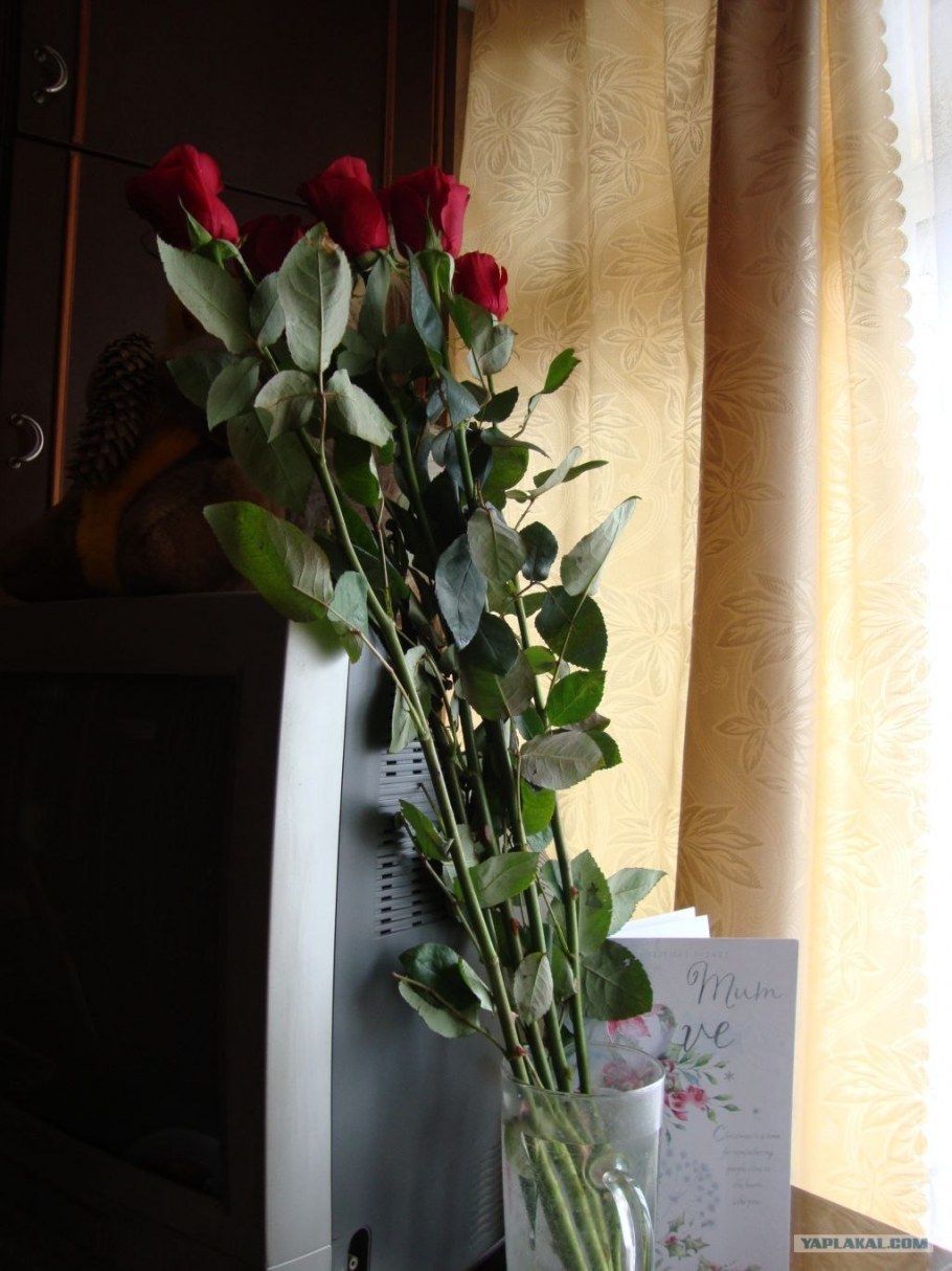 Розы дома на подоконнике