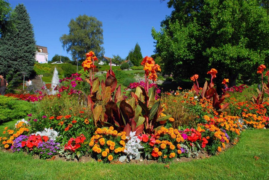 Фото круглой клумбы с Каннами