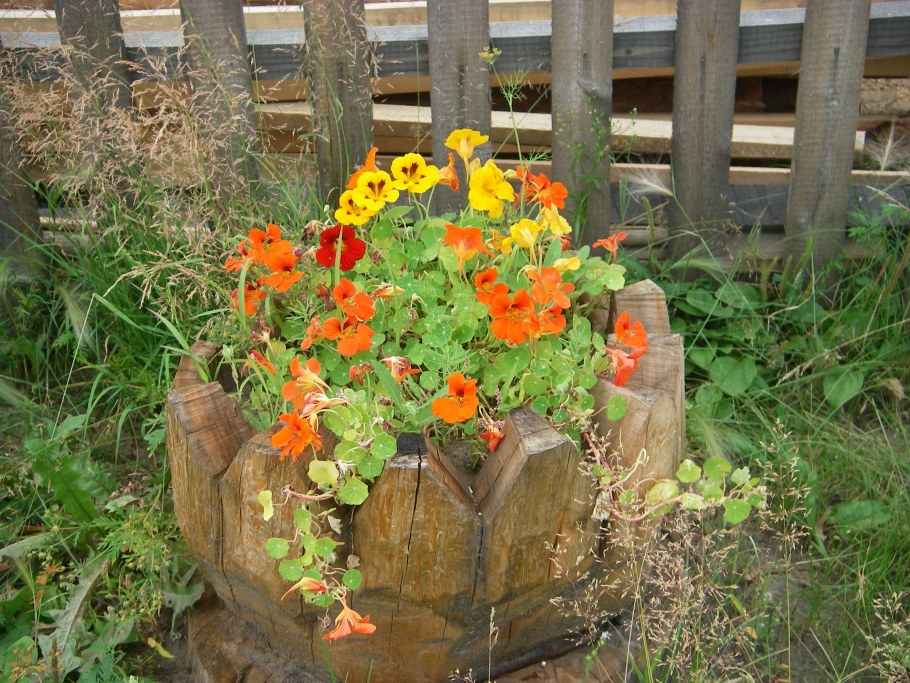 Настурция в палисаднике