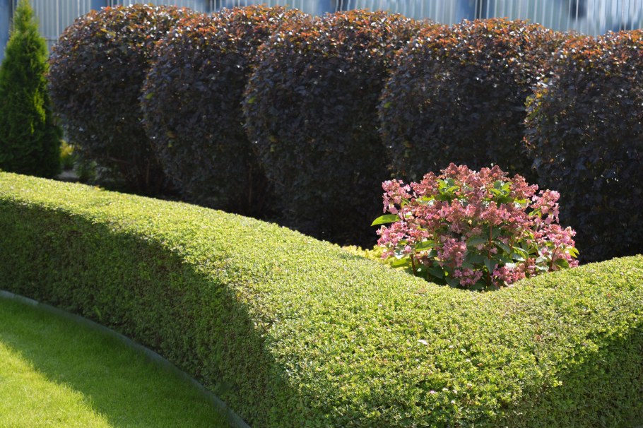 Парк Уэмбли Живая изгородь